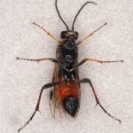 Tenthredopsis coquebertii female Credit Andrew Green