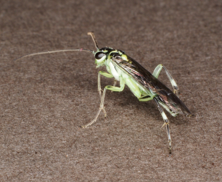 Pachyprotasis antennata Credit Andrew Green