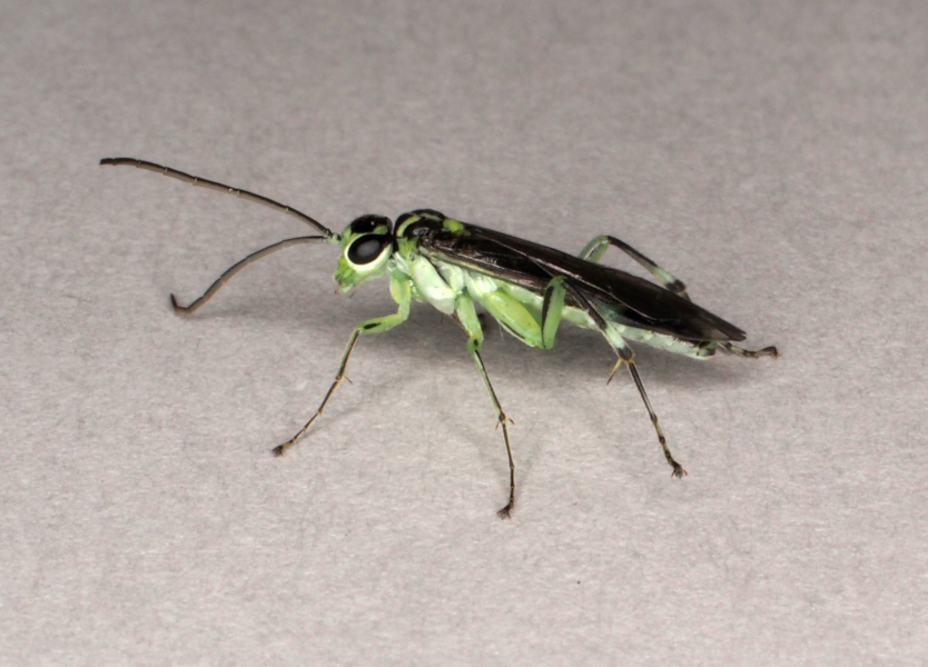 Pachyprotasis antennata Credit Andrew Green